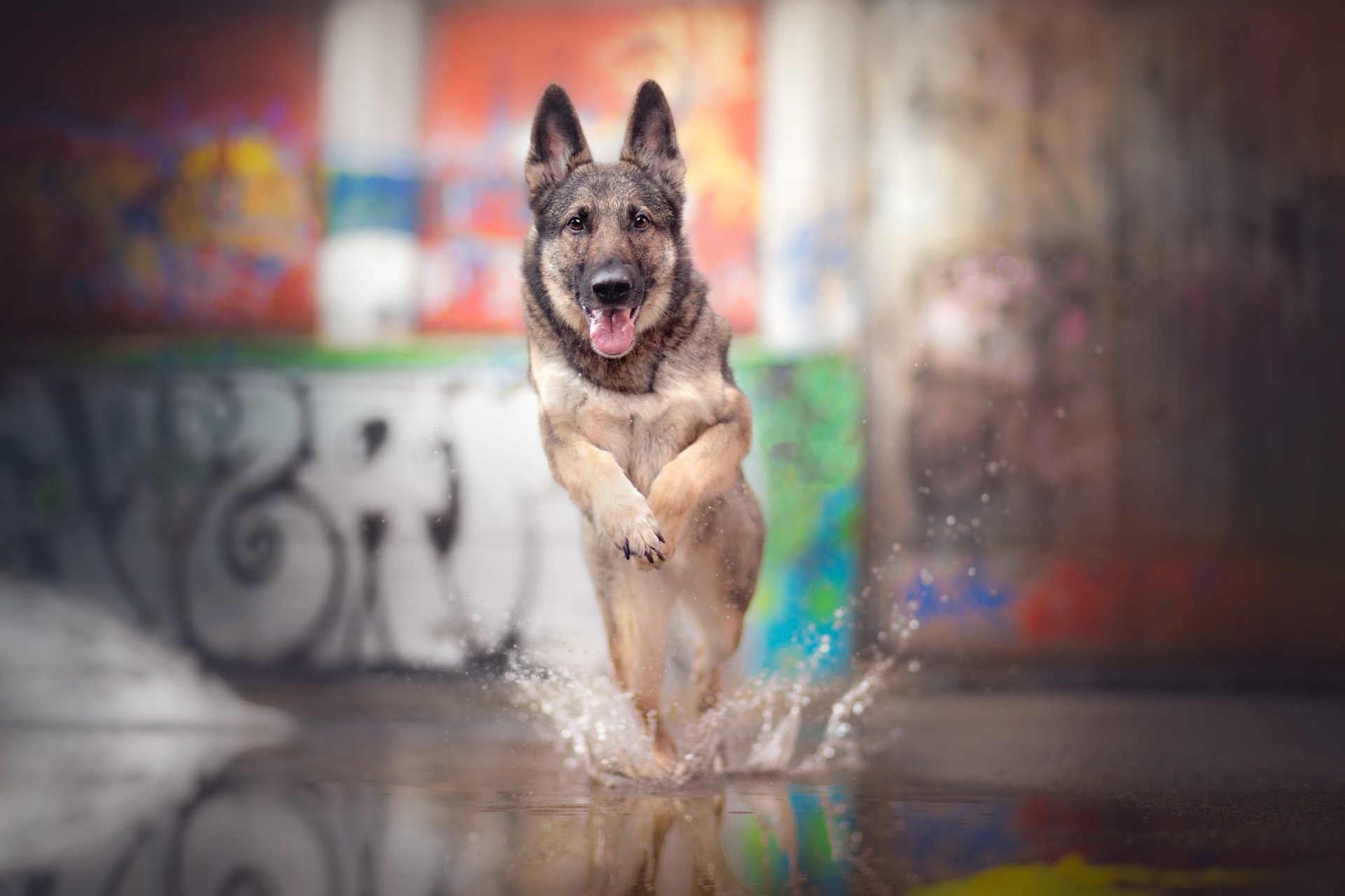 Download Splash Depth Of Field Dog Animal German Shepherd 4k Ultra HD Wallpaper