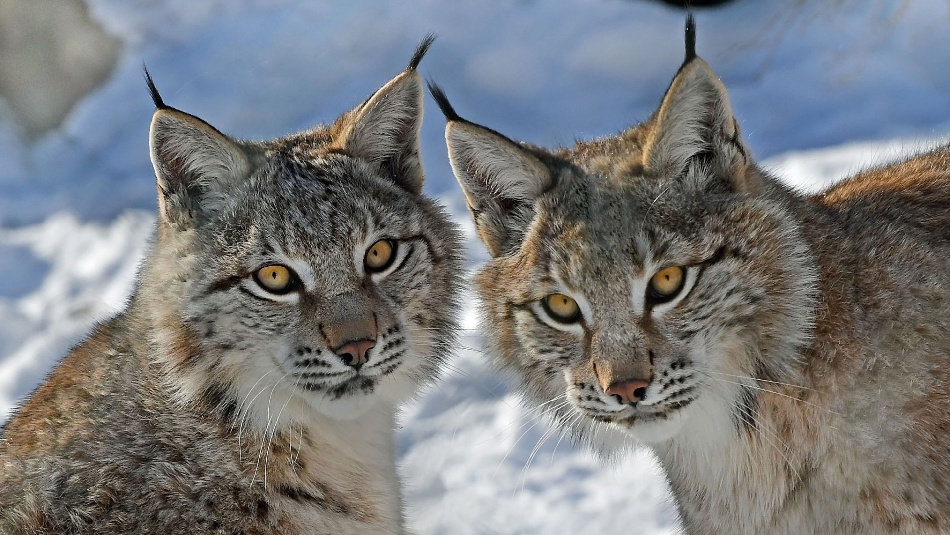 Download Animal Lynx HD Wallpaper