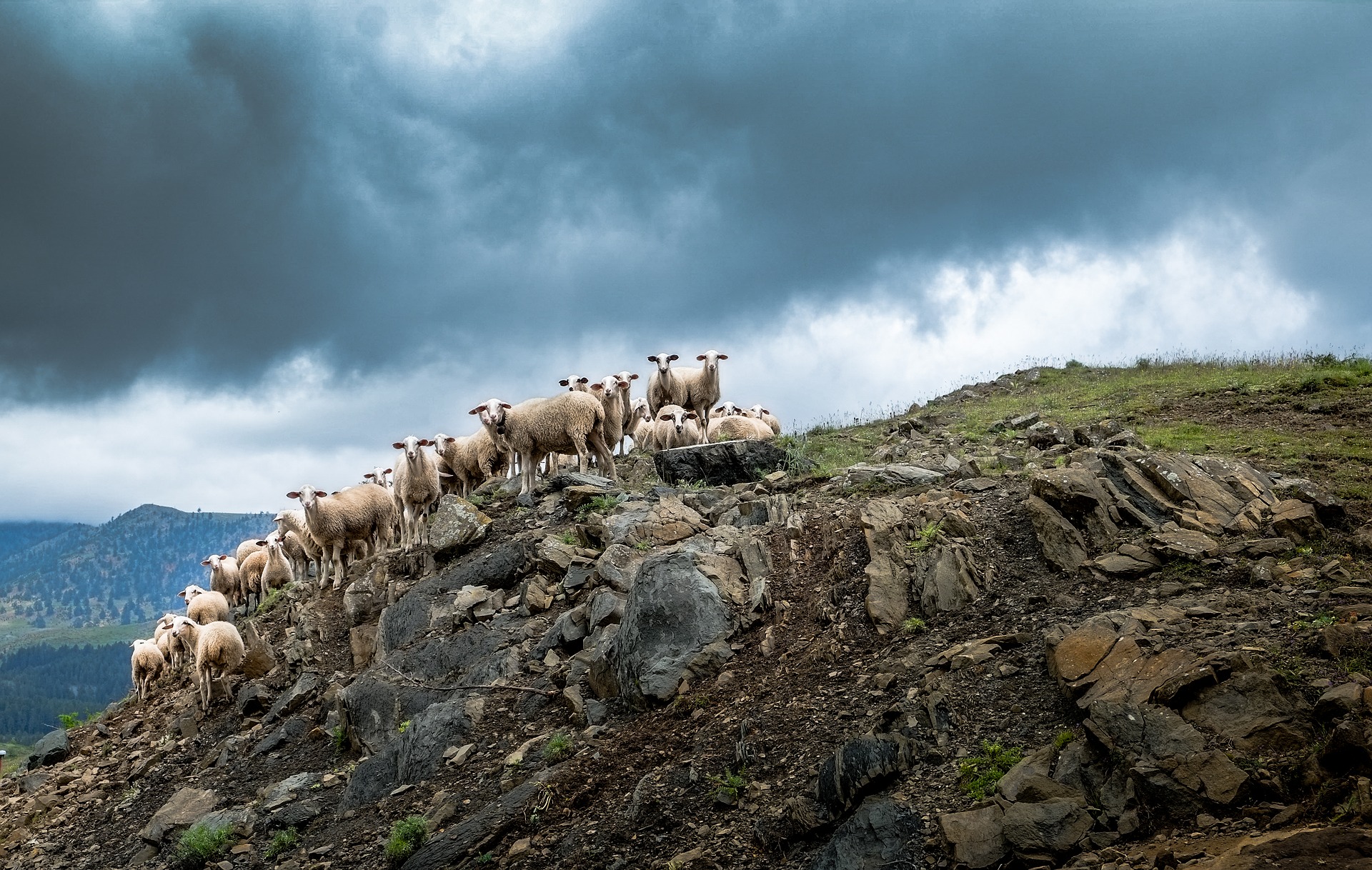 Sheep on a Hill in Greece by Antonios Ntoumas
