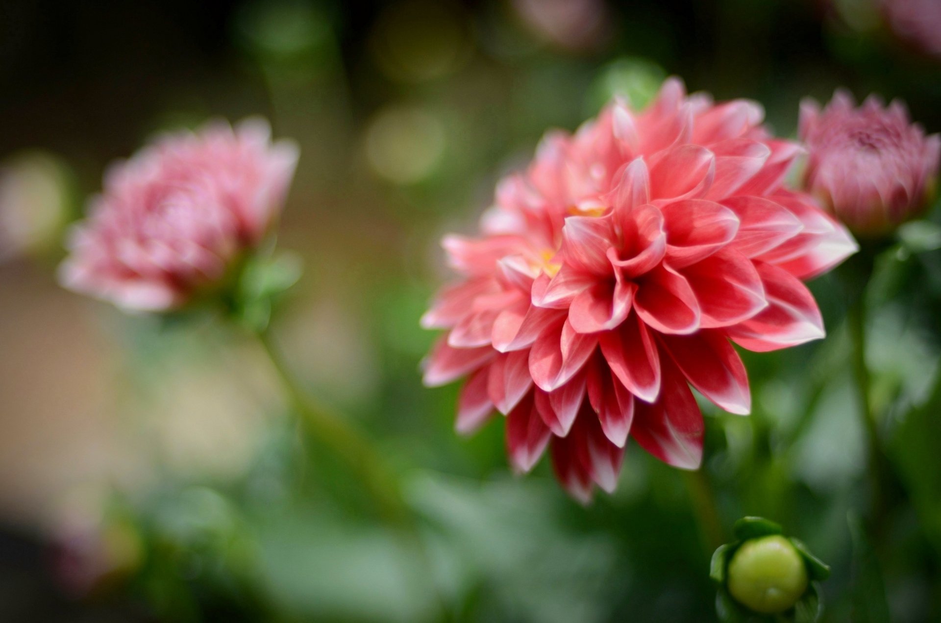 Download Pink Flower Macro Flower Nature Dahlia Hd Wallpaper