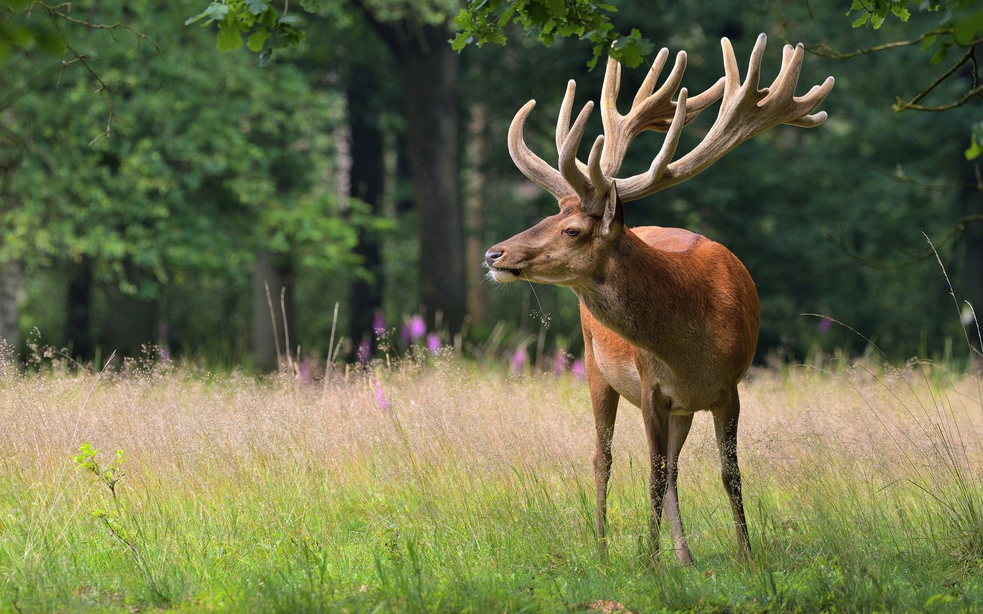 Download Animal Deer 4k Ultra HD Wallpaper