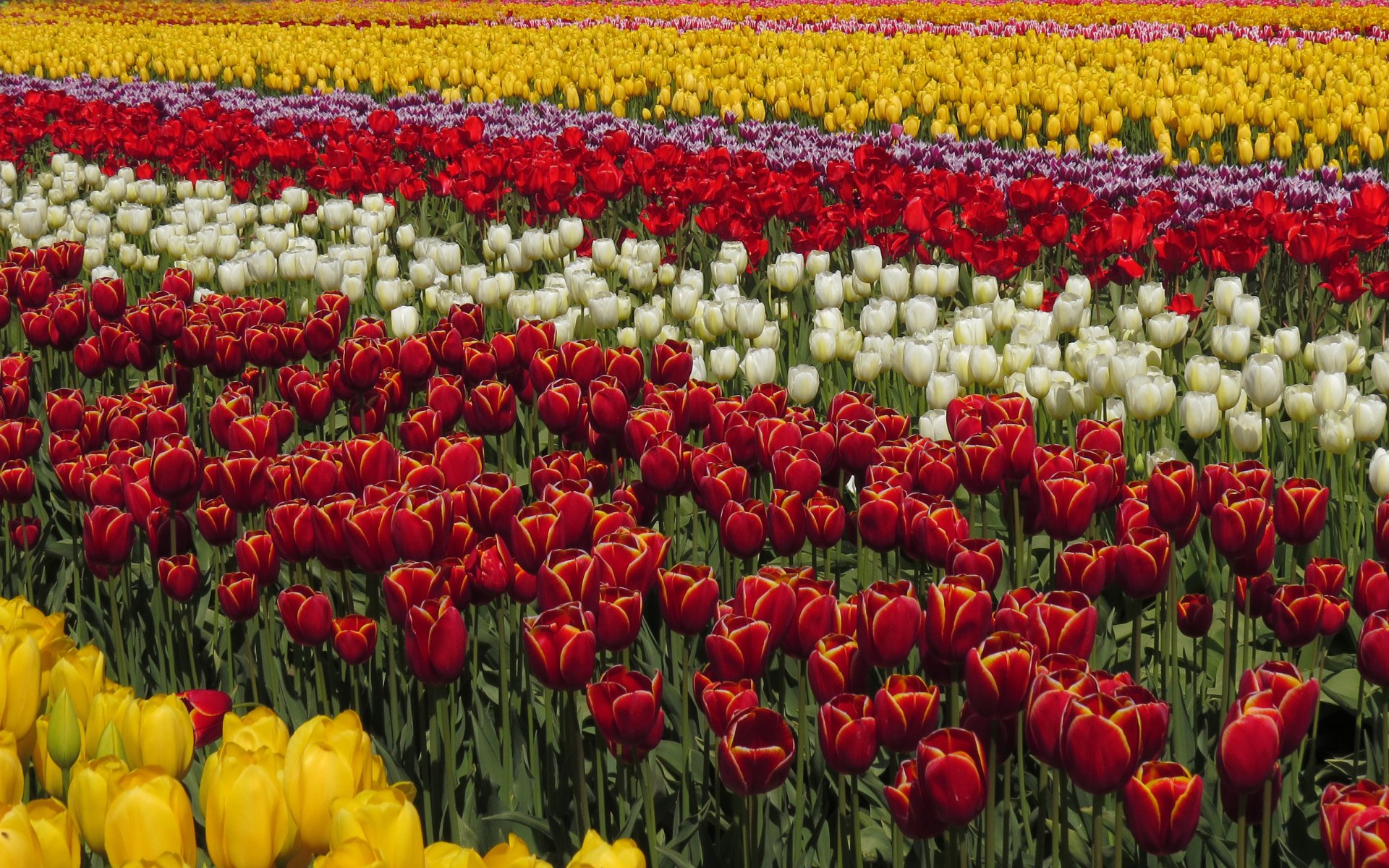 Download White Flower Red Flower Yellow Flower Field Summer Flower ...