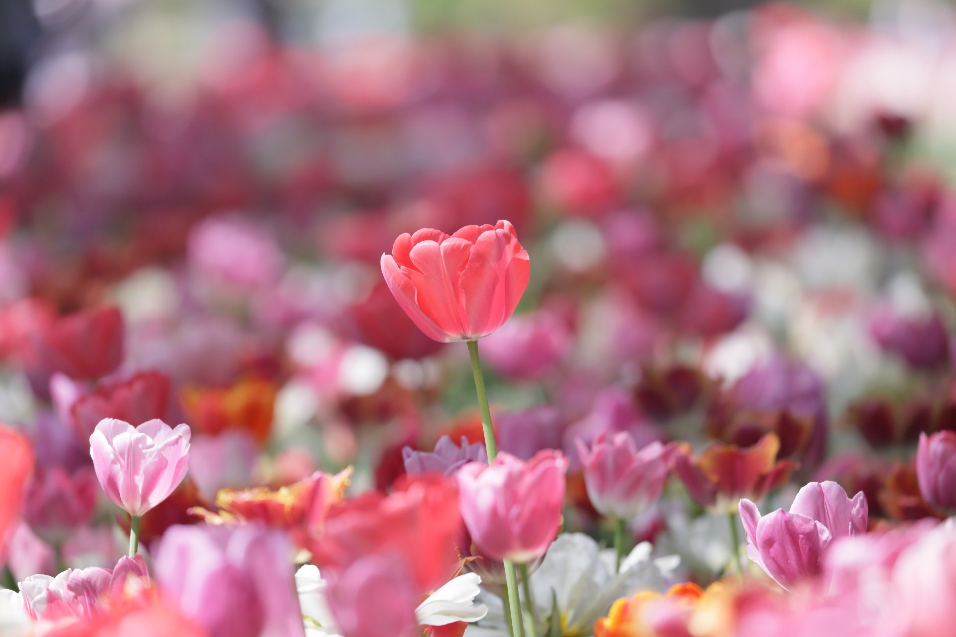 Download Summer Depth Of Field Pink Flower Flower Nature Tulip 4k Ultra ...