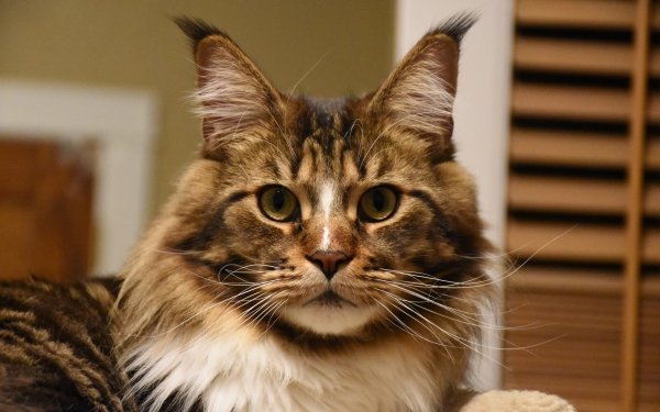 Animal Cat Stare HD Wallpaper | Background Image