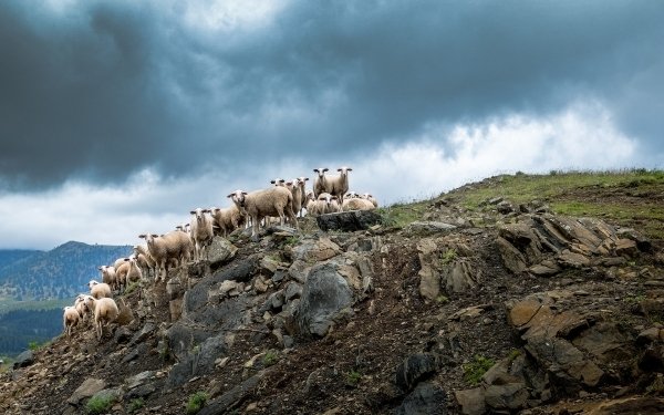 Animal Sheep Hill Livestock HD Wallpaper | Background Image