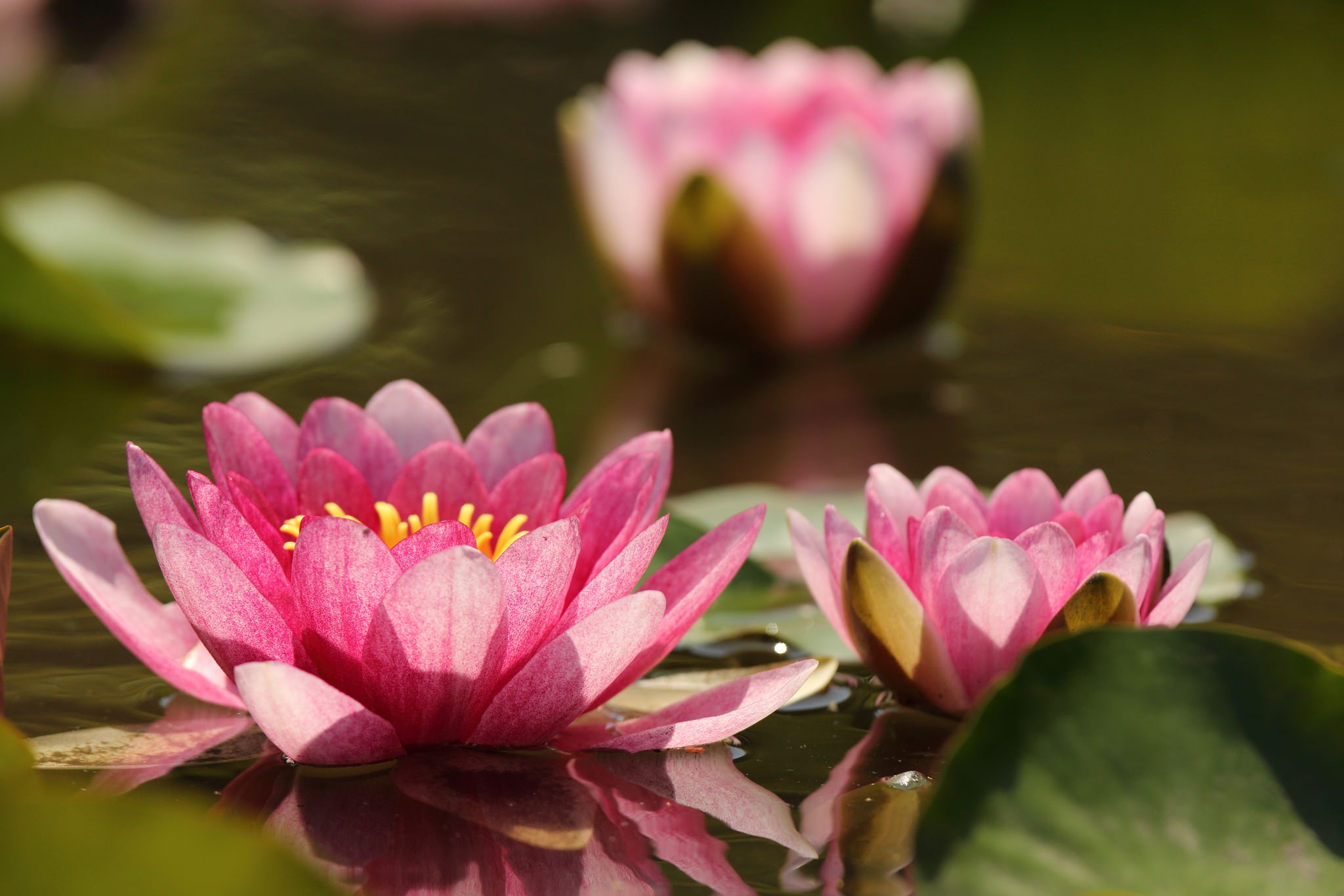 Nature Water Lily HD Wallpaper