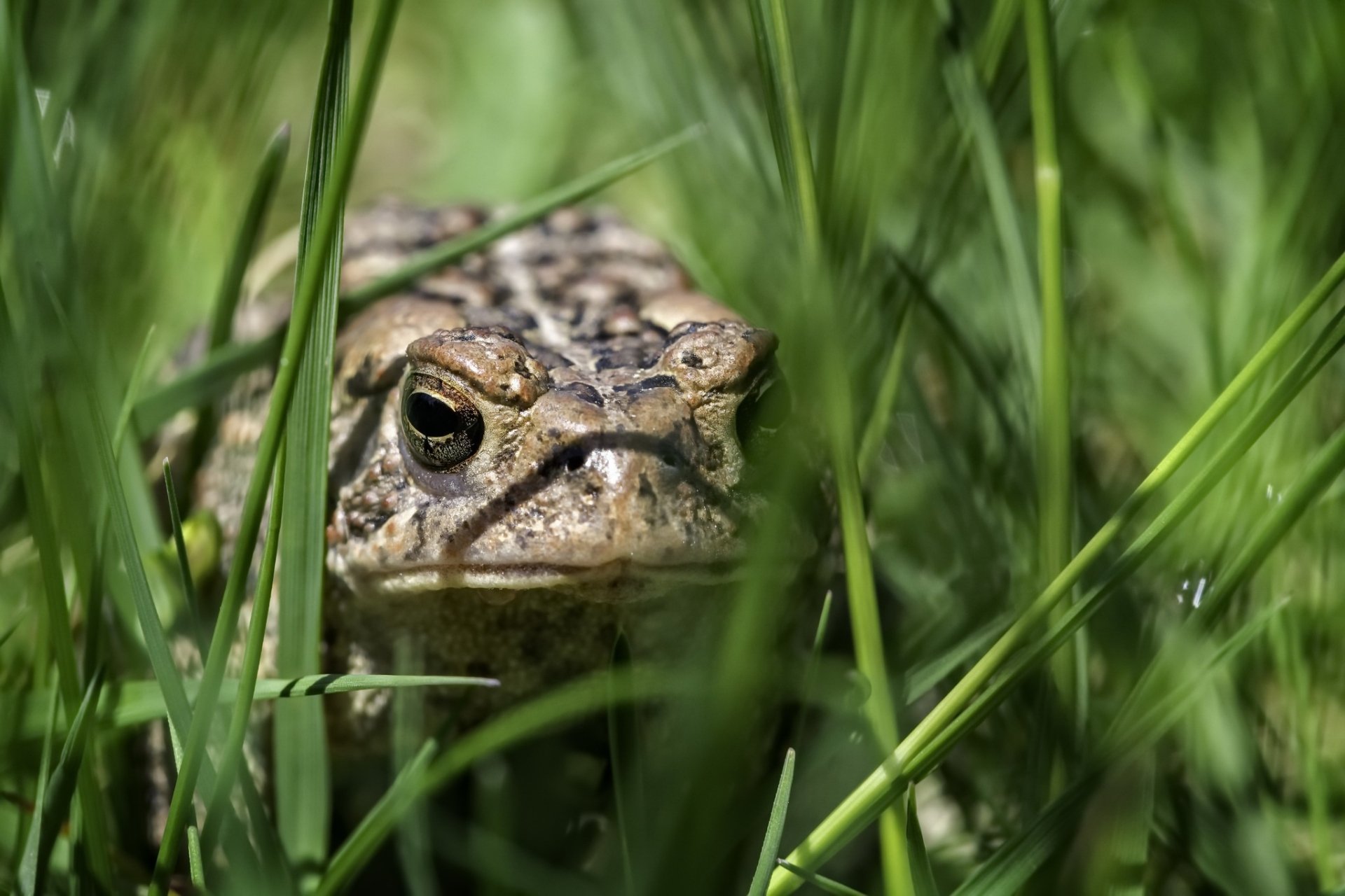 Download Amphibian Animal Toad HD Wallpaper