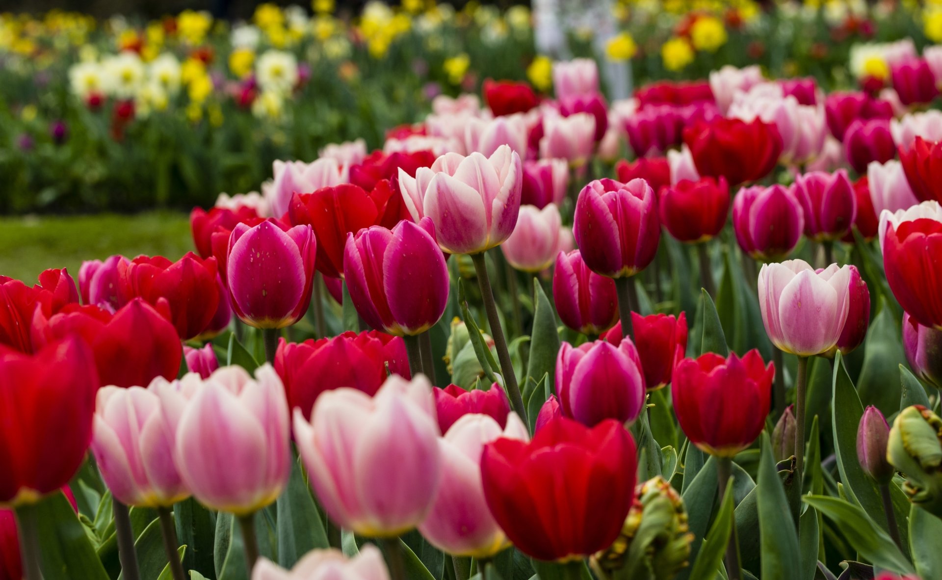 Download Pink Flower Red Flower Flower Nature Tulip 4k Ultra HD ...