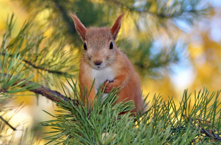 HD desktop wallpaper featuring a close-up of a squirrel rodent perched on pine tree branches with a soft, blurred natural background.