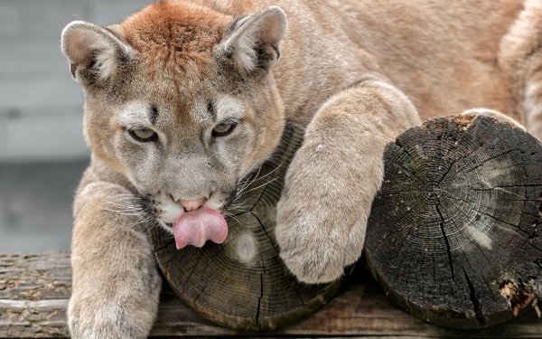 Animal Cougar Cats HD Wallpaper | Background Image