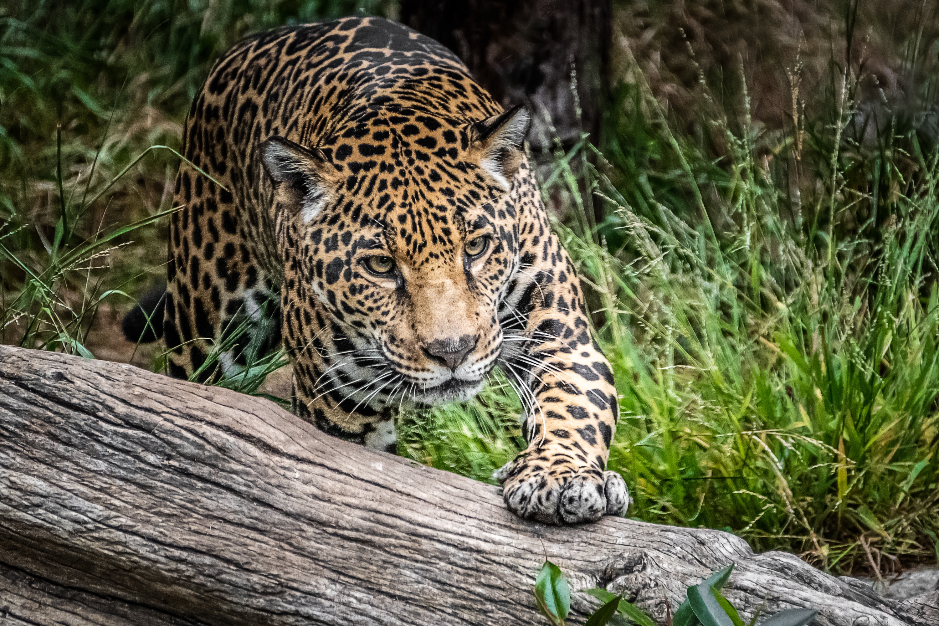 Predator animals. Ягуар Panthera onca. Ягуар животное. Ягуар хищник. Ягуары Коста Рика.