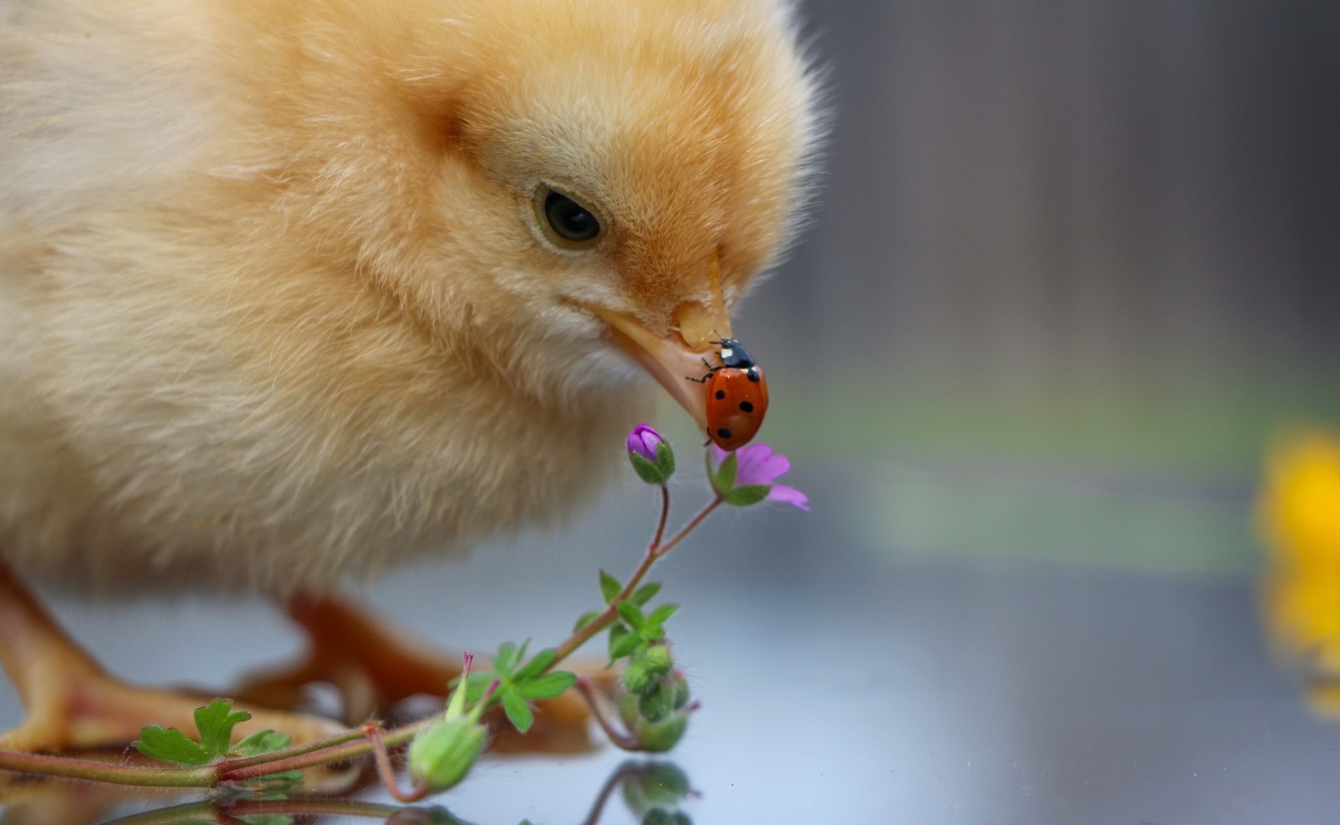 HD PC desktop wallpaper background: fluffy yellow chick (baby animal) gently inspecting a red insect — a ladybug — perched on a tiny pink flower.