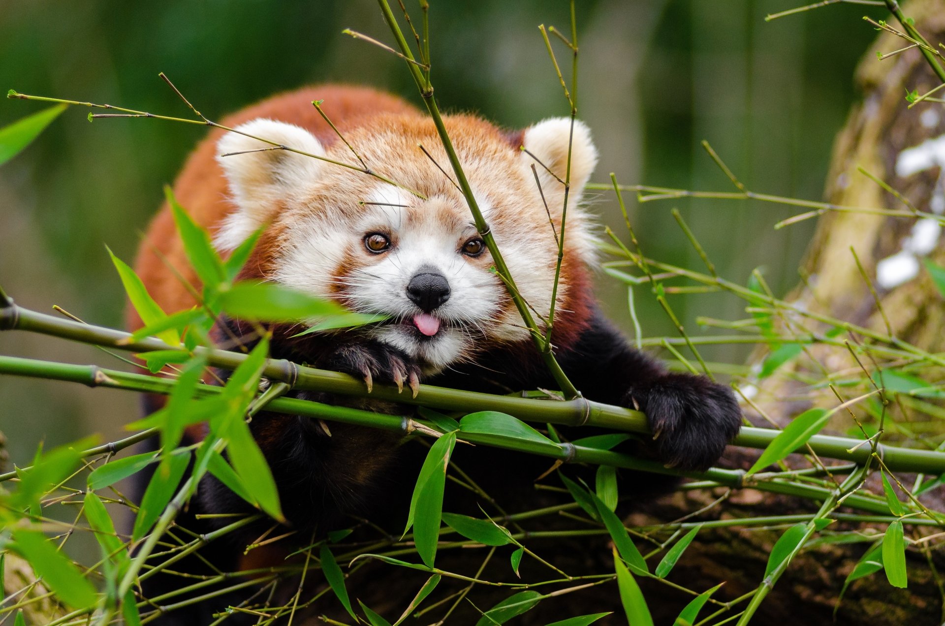 Close-up of a red panda resting on bamboo branches, captured in vibrant detail for a 4K Ultra HD PC desktop wallpaper and background.