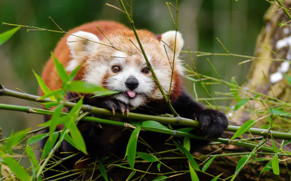 Close-up of a red panda resting on bamboo branches, captured in vibrant detail for a 4K Ultra HD PC desktop wallpaper and background.