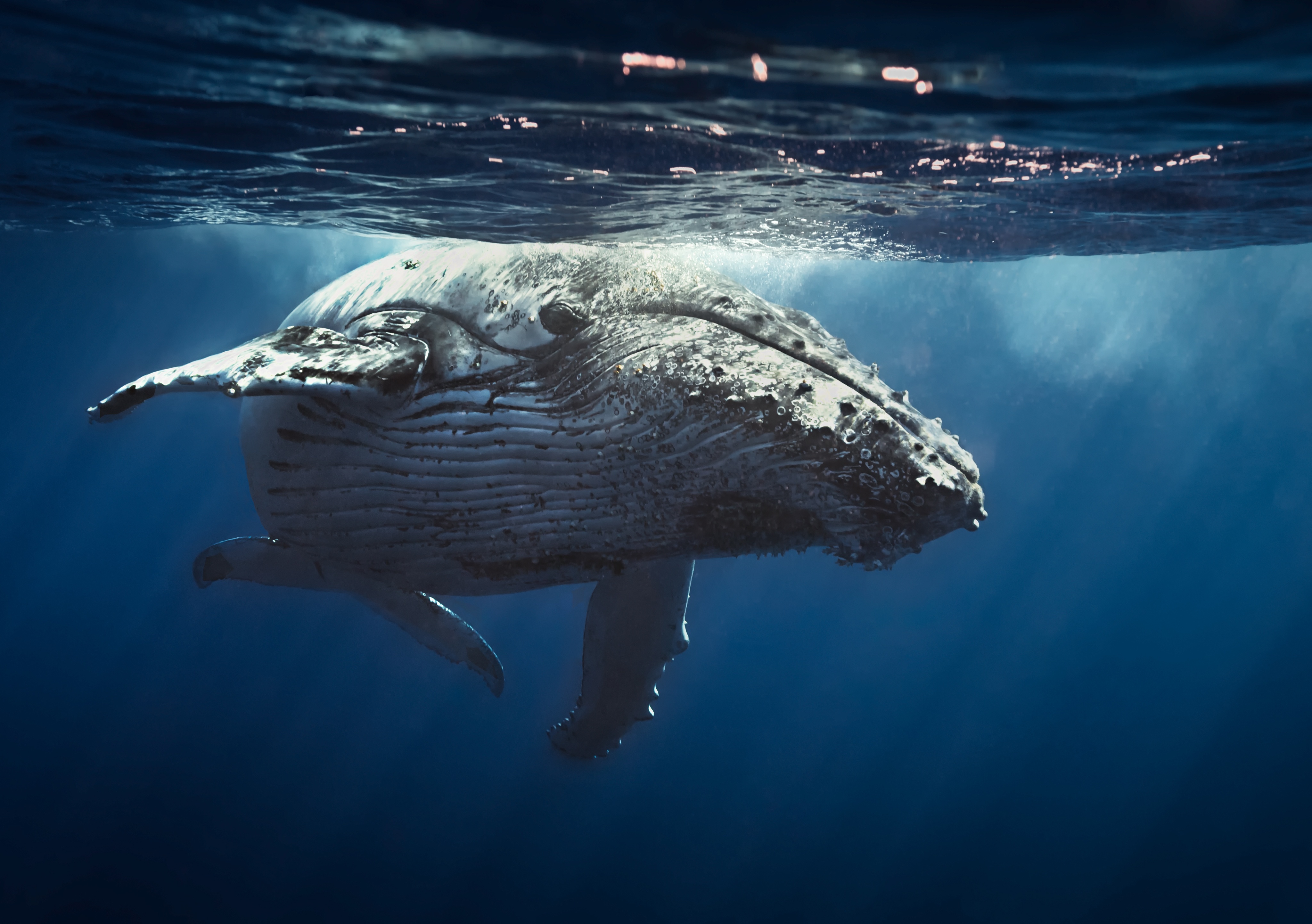 Whale 4k Ultra HD Wallpaper | Background Image | 4096x2885