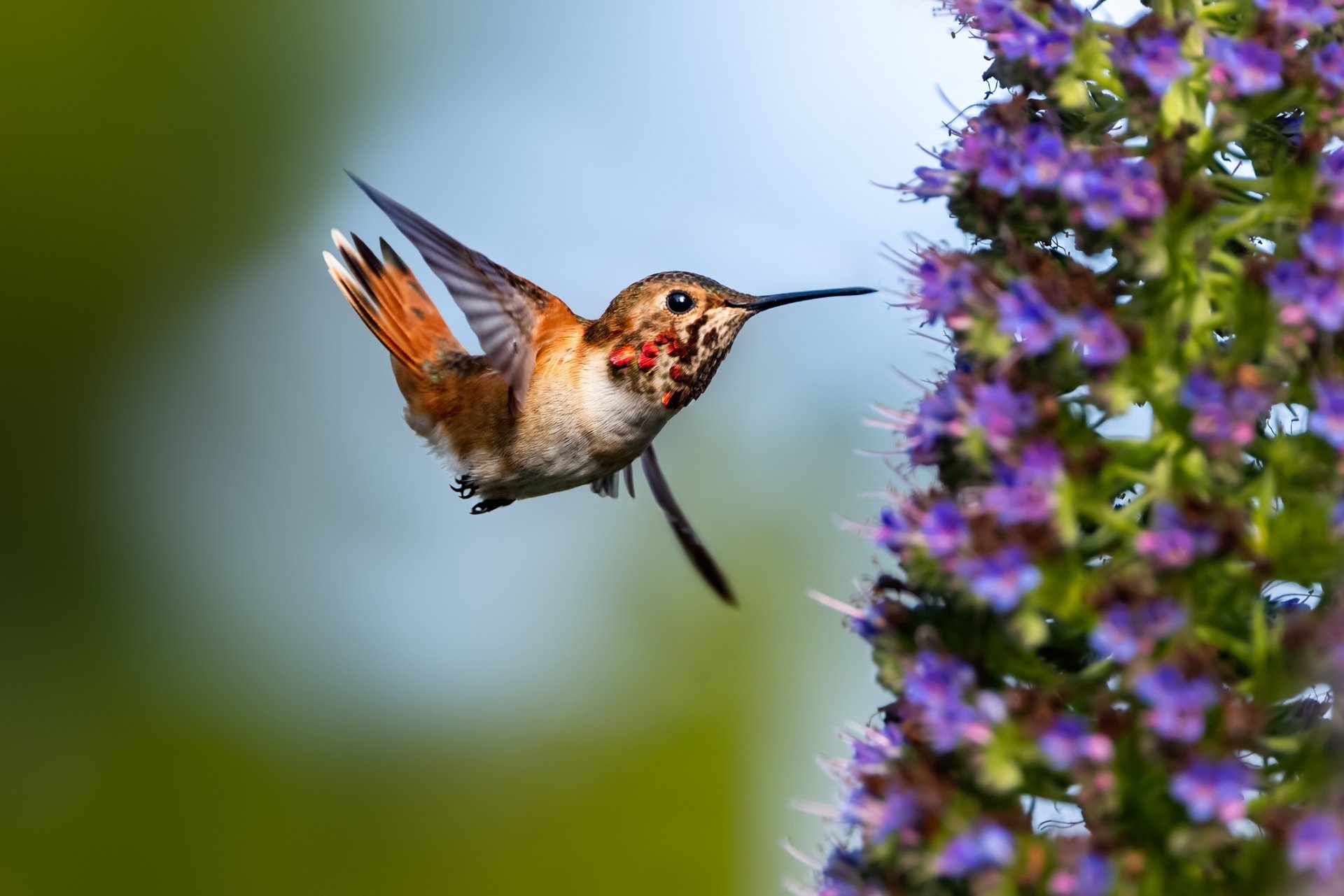 Download Flower Bird Animal Hummingbird HD Wallpaper