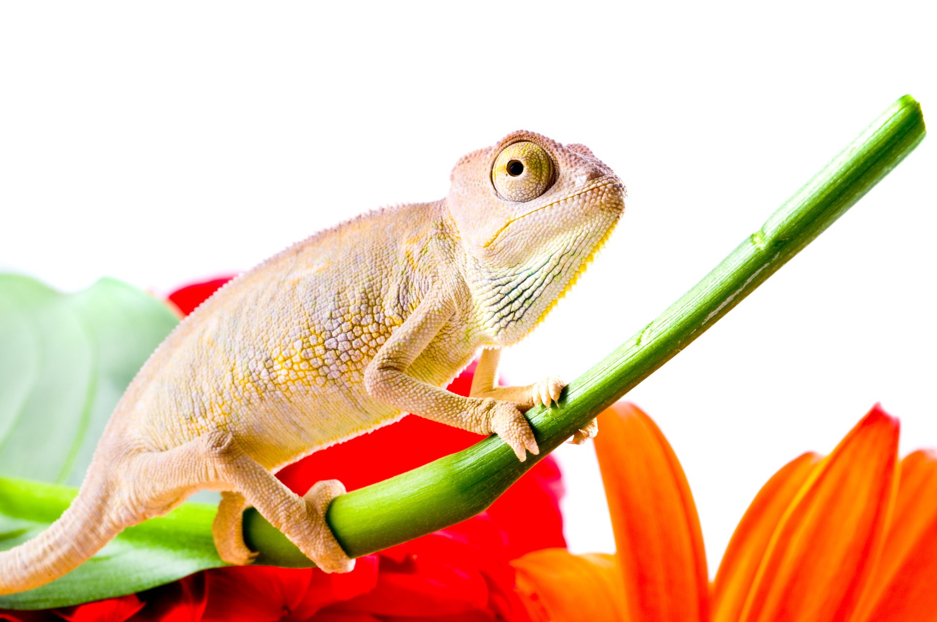 Download Animal Chameleon 4k Ultra HD Wallpaper