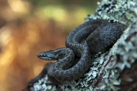 HD PC desktop wallpaper of a coiled dark snake (reptile, animal) resting on lichen-covered tree bark with a warm, blurred bokeh background.