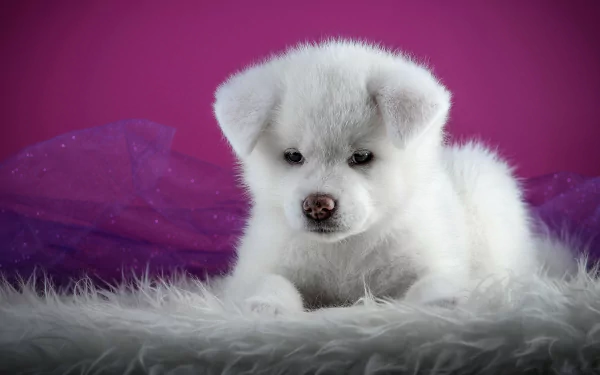Fluffy white Akita puppy resting on soft fur with a magenta backdrop — cute baby animal dog, 5K Ultra HD PC desktop wallpaper/background.