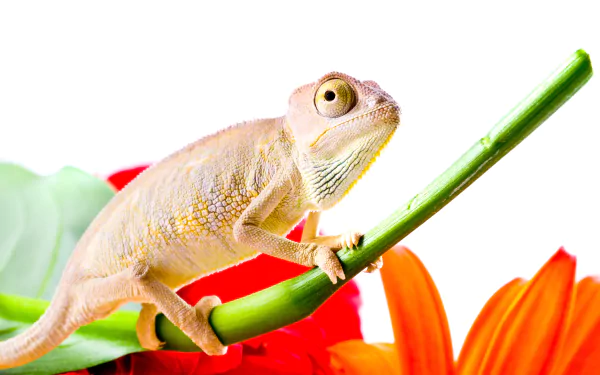 Animal chameleon HD Desktop Wallpaper | Background Image