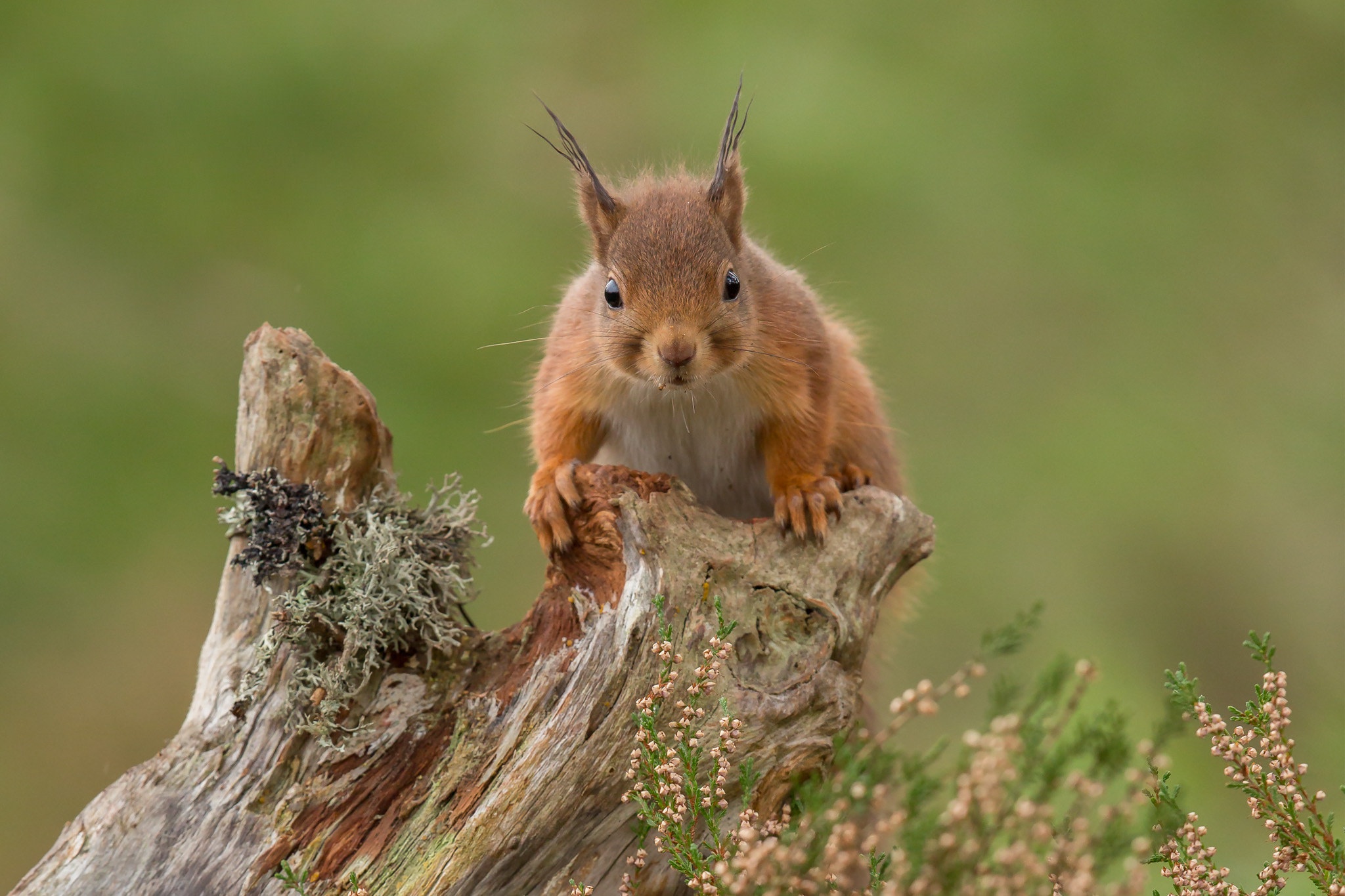 Squirrel HD Wallpaper | Background Image | 2048x1365