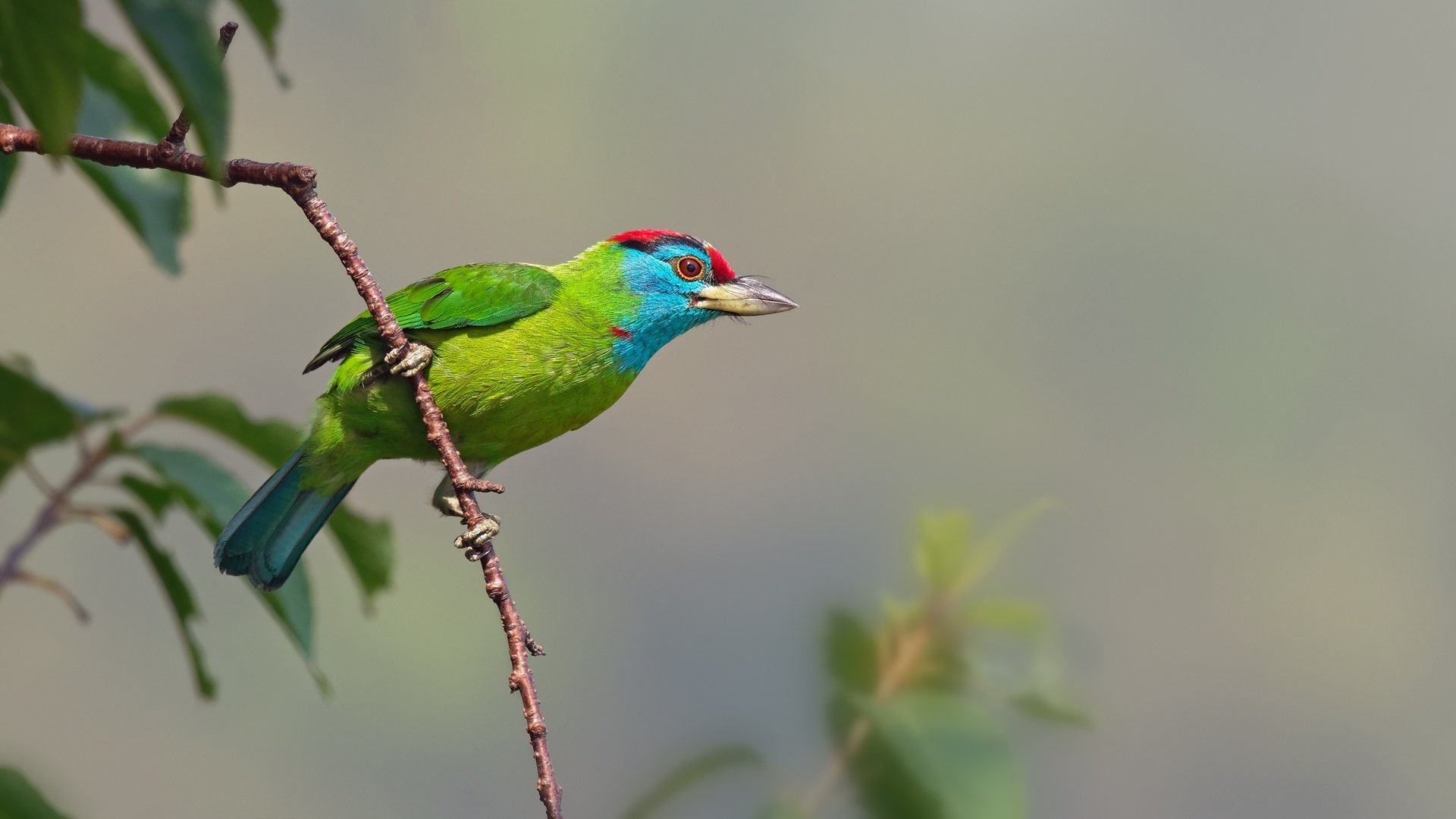 HD PC desktop wallpaper of a Blue-throated Barbet (animal) perched on a twig, vivid green plumage, blue throat and red forehead against a soft, out-of-focus natural background.