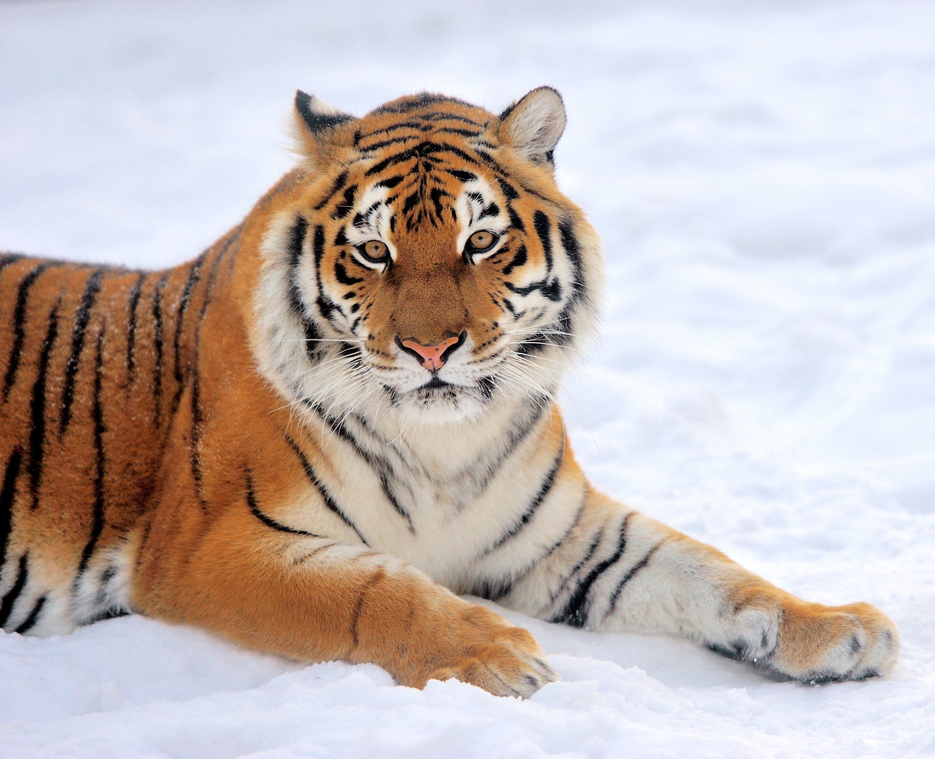 Download Animal Tiger HD Wallpaper