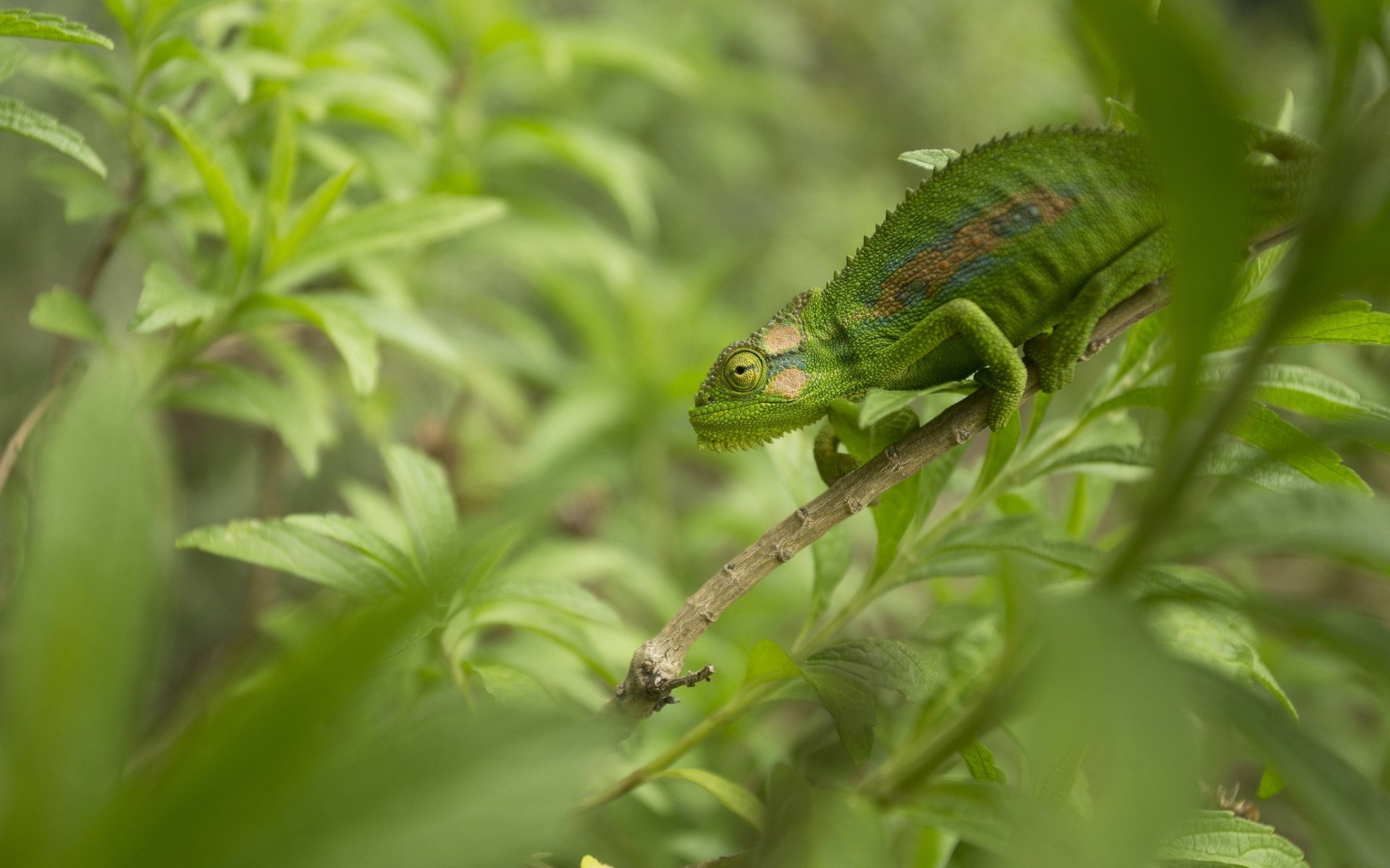 HD desktop wallpaper of a vibrant green chameleon reptile blending into lush foliage, showcasing detailed textures and natural colors in a serene animal close-up.