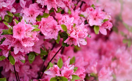 Close-up of vibrant pink azalea blossoms in spring, lush nature scene — HD desktop wallpaper and background.