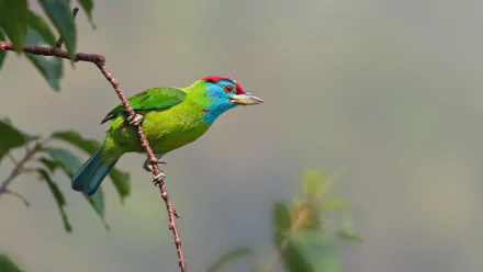 Blue-throated Barbet Animal Barbet HD Desktop Wallpaper | Background Image