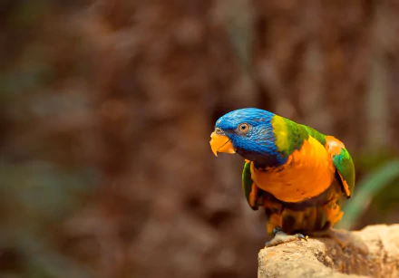 Animal rainbow lorikeet HD Desktop Wallpaper | Background Image