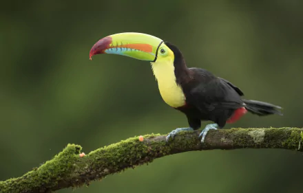 HD desktop wallpaper of a toucan bird perched on a mossy branch, showcasing its vibrant, colorful beak against a blurred green background.