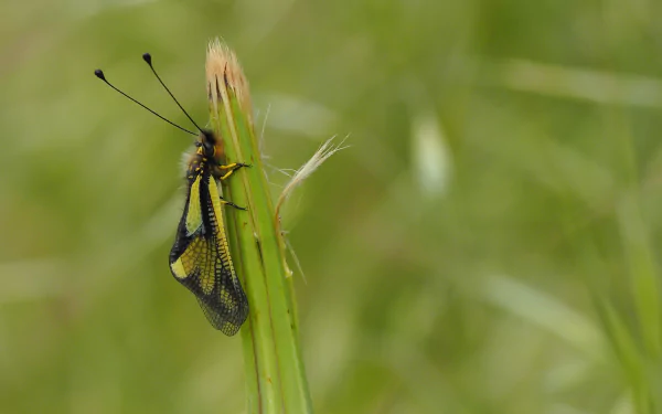  Libelloides macaronius (Owlfly) (Ascalaphus macaronius) by gayulo