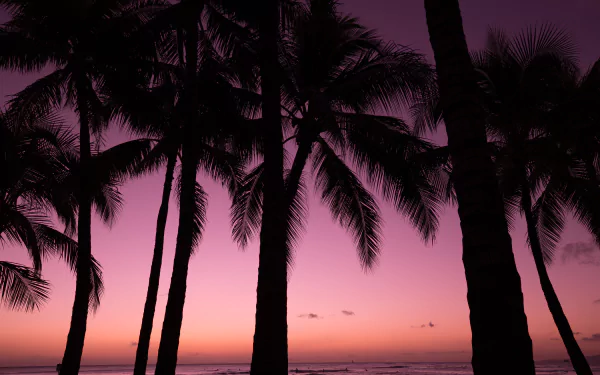 tree nature palm tree HD Desktop Wallpaper | Background Image