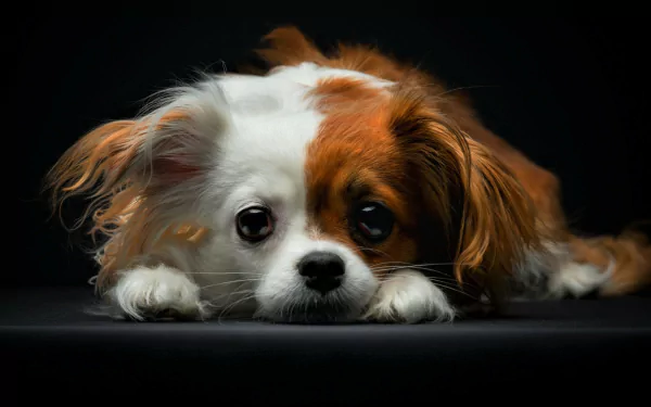 Papillon dog Animal HD Desktop Wallpaper | Background Image
