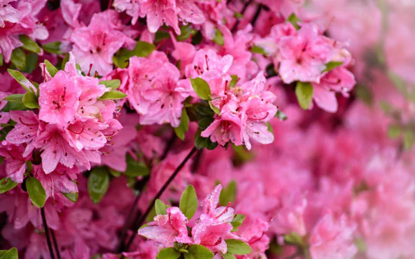Close-up of vibrant pink azalea blossoms in spring, lush nature scene — HD desktop wallpaper and background.