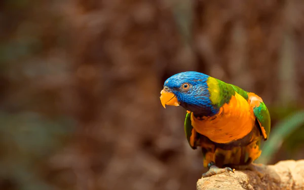 Animal rainbow lorikeet HD Desktop Wallpaper | Background Image