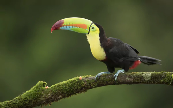 HD desktop wallpaper of a toucan bird perched on a mossy branch, showcasing its vibrant, colorful beak against a blurred green background.