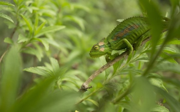 Animal Chameleon Reptiles Lizard Reptile Green HD Wallpaper | Background Image