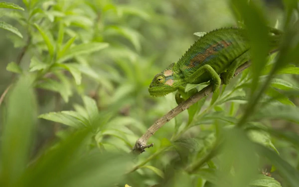 HD desktop wallpaper of a vibrant green chameleon reptile blending into lush foliage, showcasing detailed textures and natural colors in a serene animal close-up.