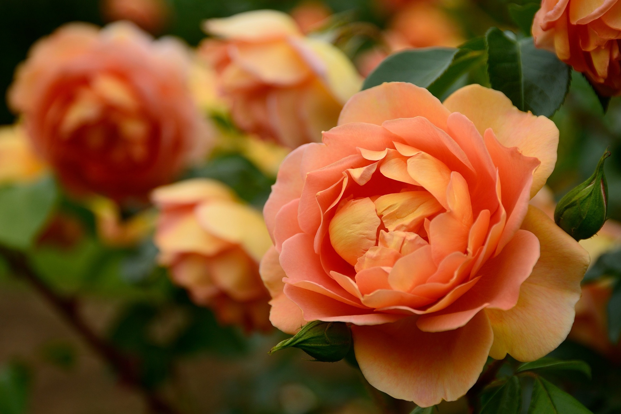 Download Peach Flower Closeup Flower Nature Rose HD Wallpaper