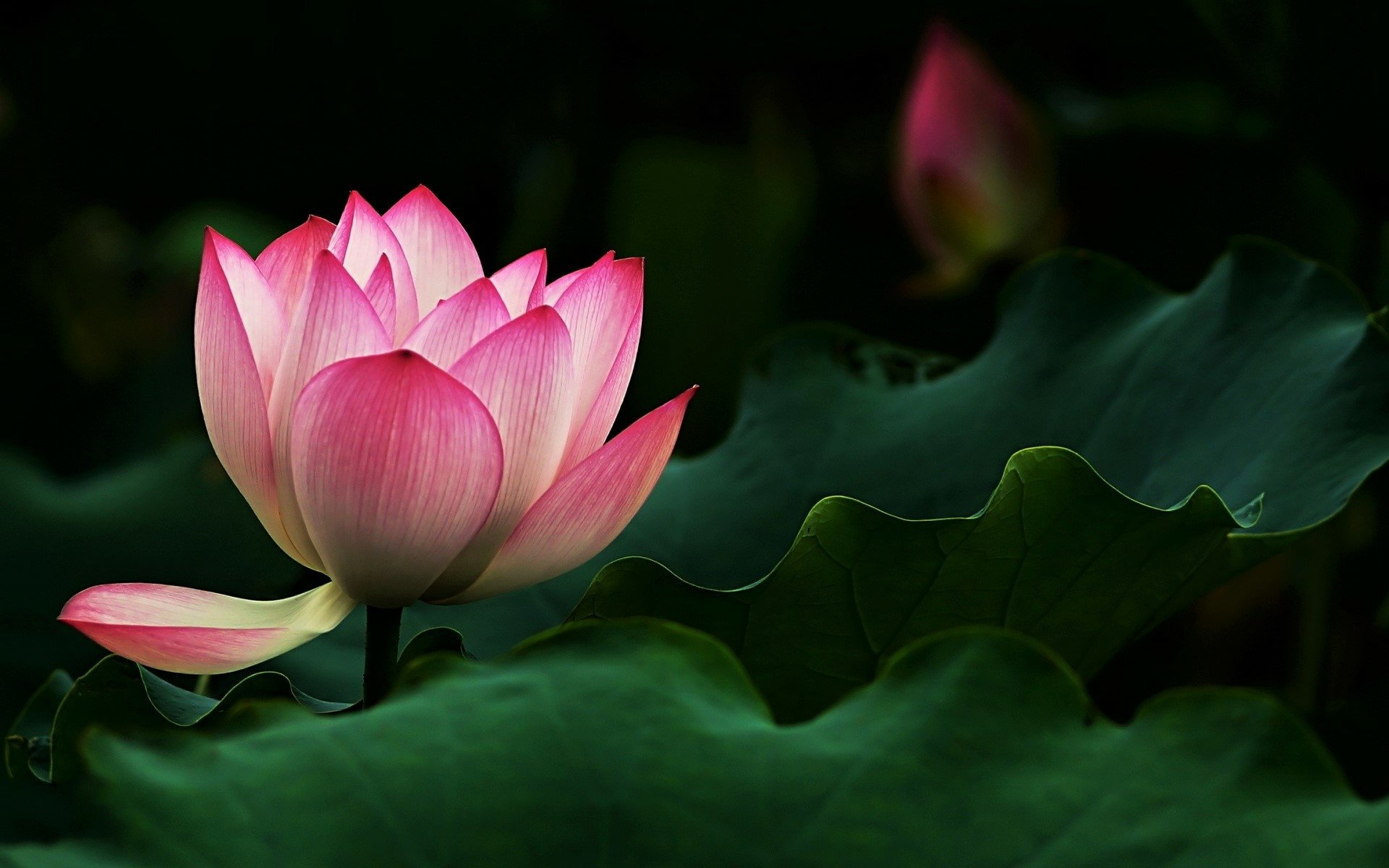 Download Pink Flower Flower Nature Lotus HD Wallpaper