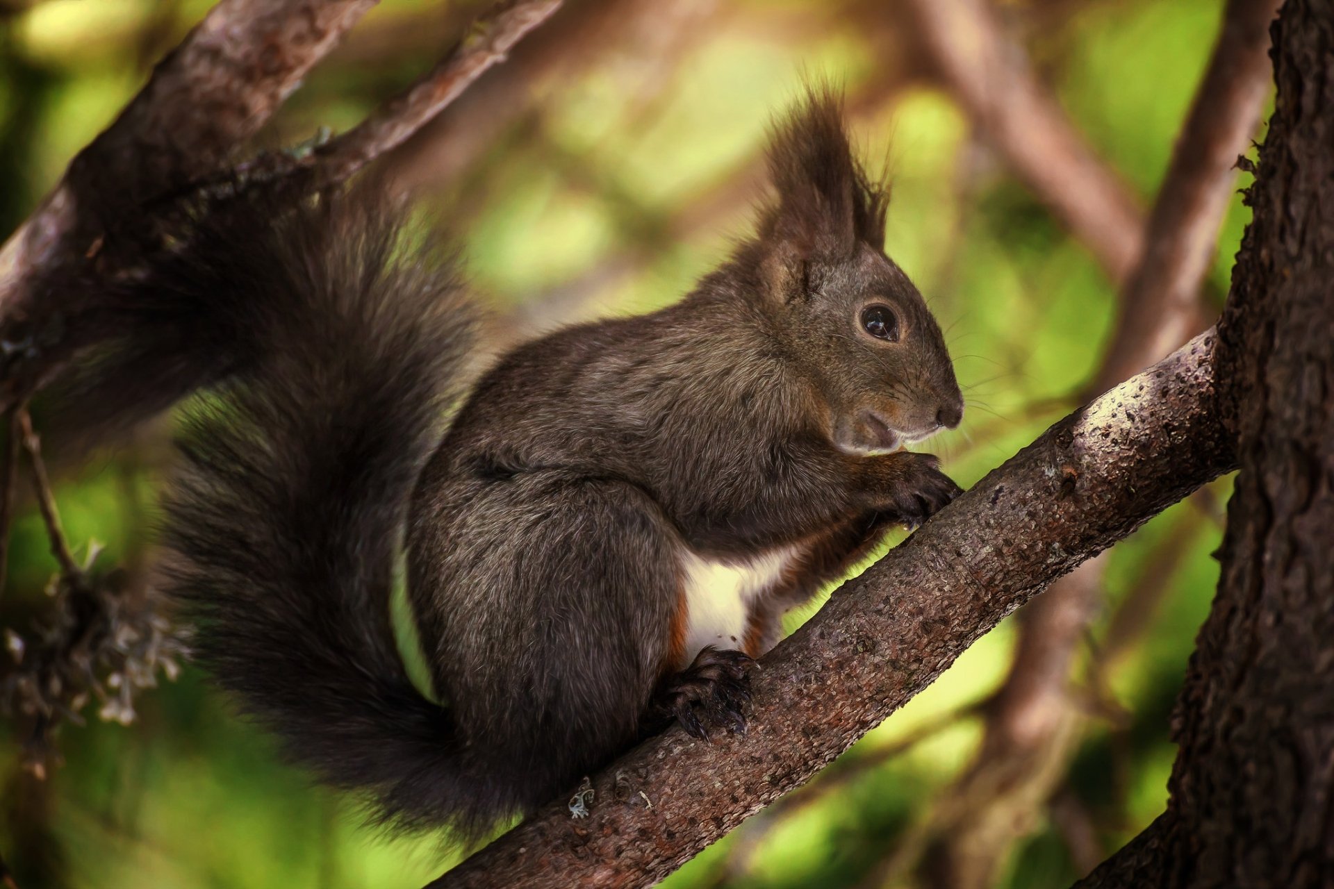 Animal Squirrel HD Wallpaper