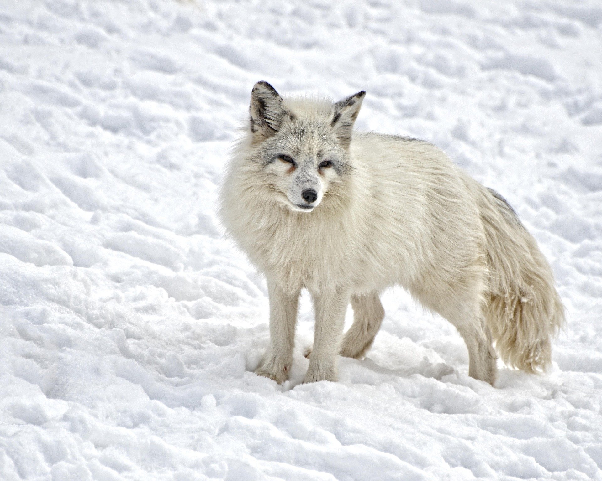 An arctic fox stands on snow, its thick white fur blending with the snowy landscape, captured in high definition for a PC desktop background.