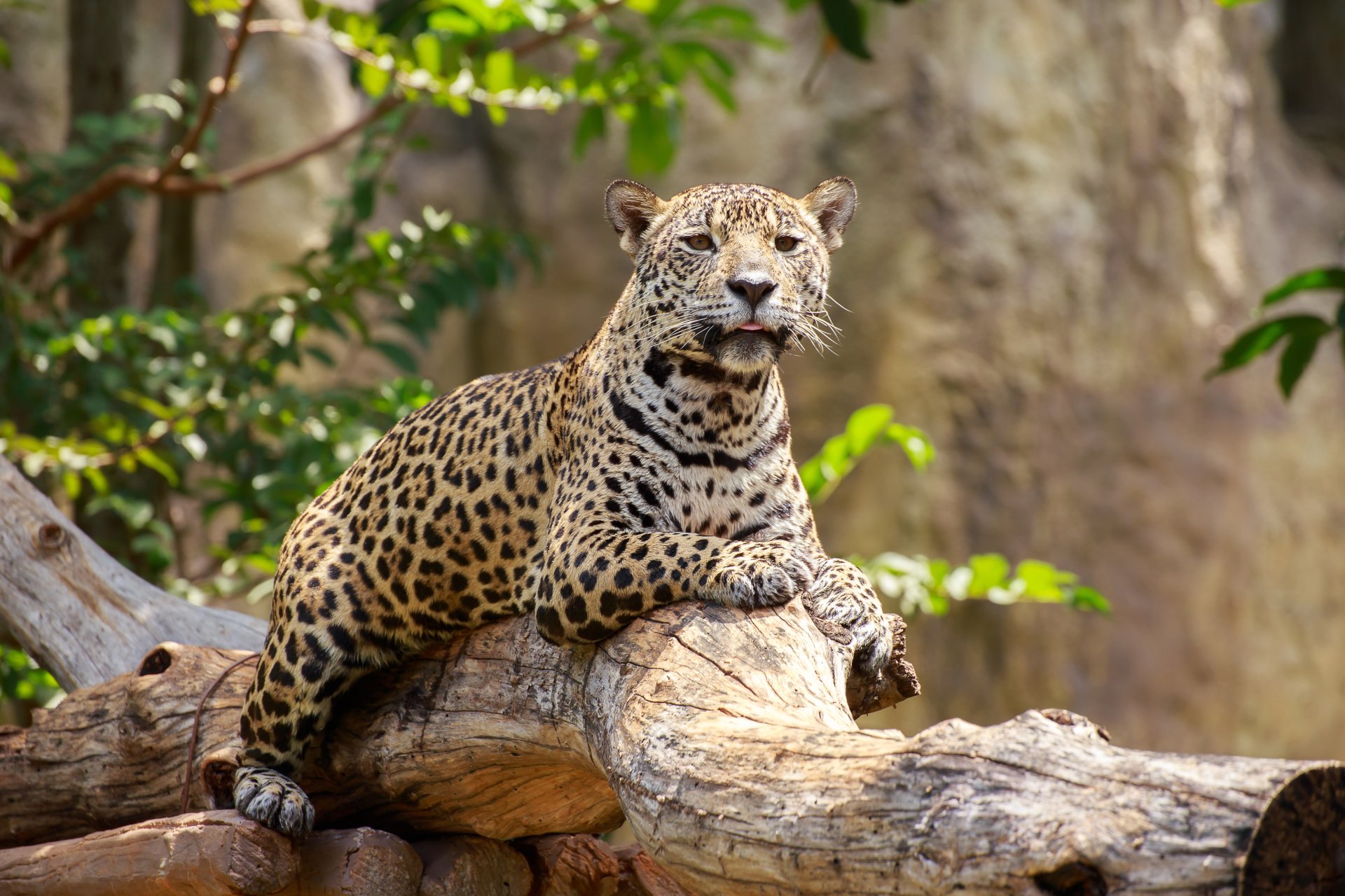 Leopard 4k Ultra HD Wallpaper