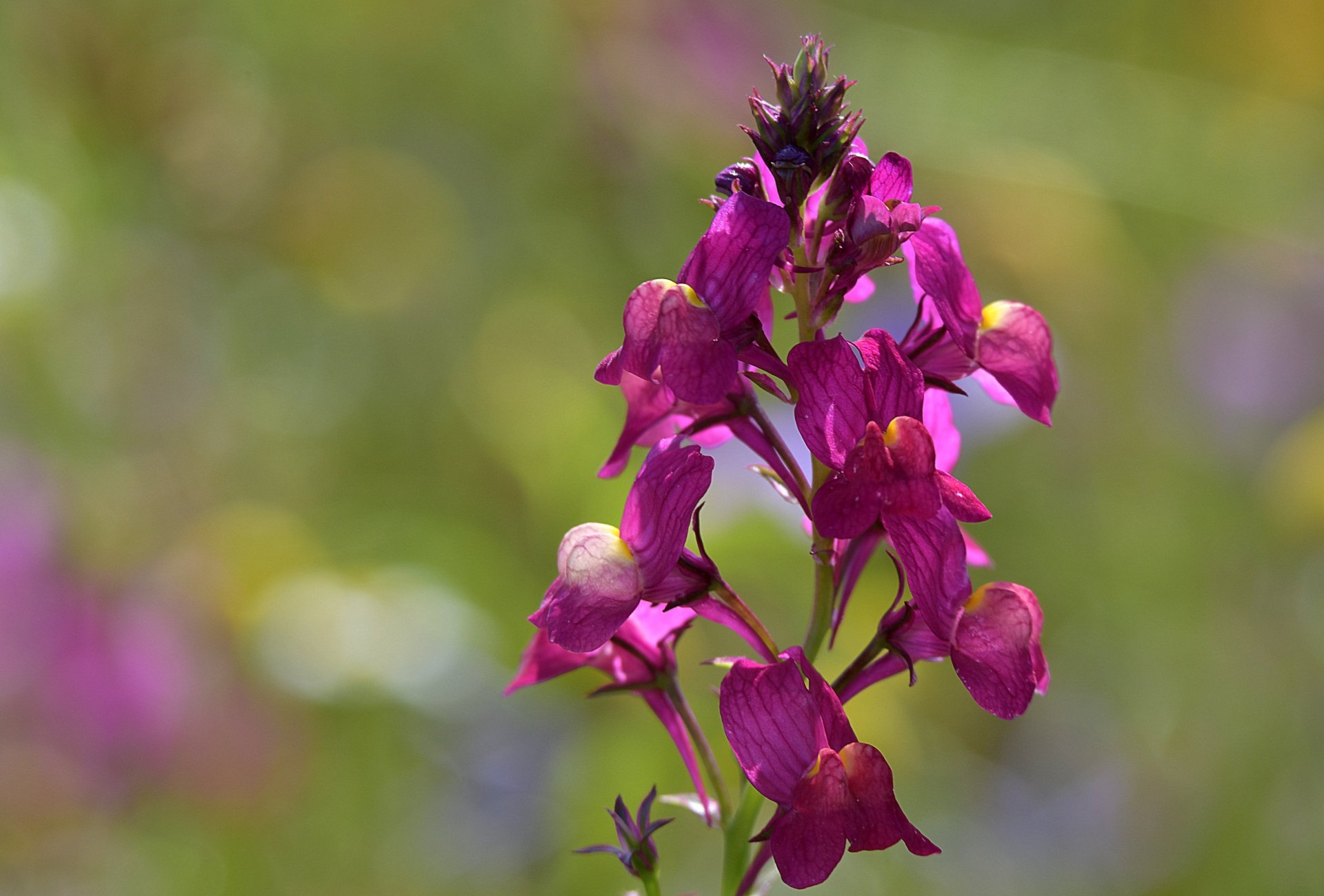 Download Petal Nature Flower 4k Ultra HD Wallpaper