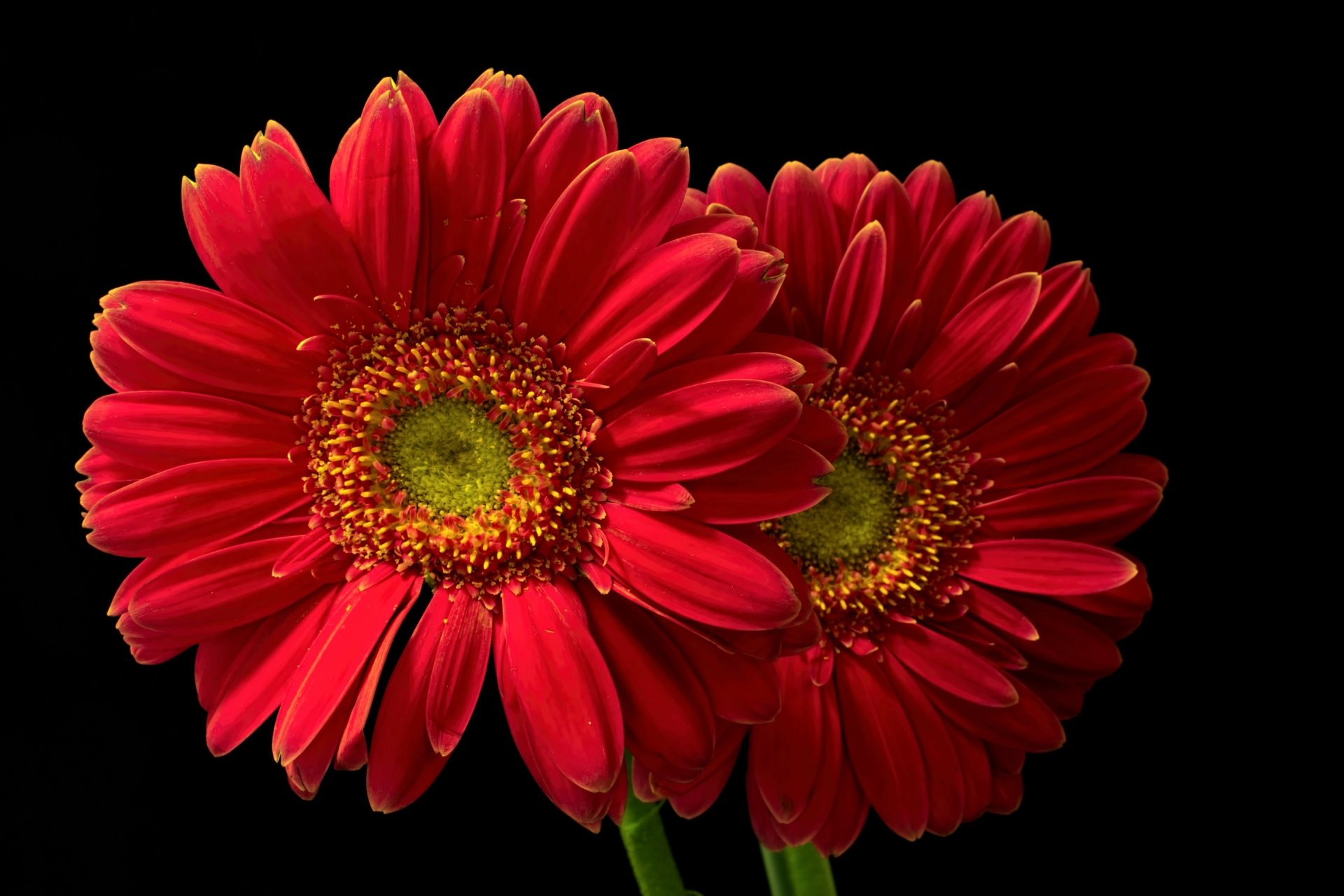 Red Gerberas