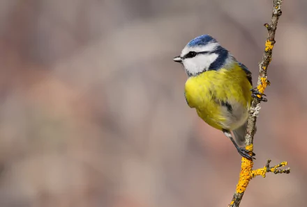 HD PC desktop wallpaper: a colorful passerine titmouse (bird) perched on a lichen-covered twig, yellow belly and blue cap, soft blurred background.