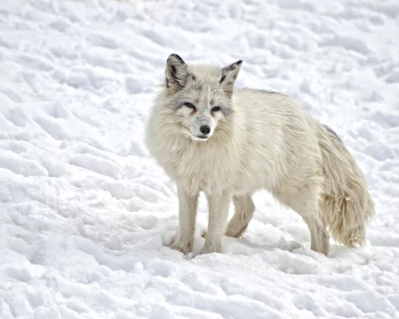 An arctic fox stands on snow, its thick white fur blending with the snowy landscape, captured in high definition for a PC desktop background.