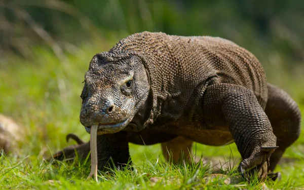 HD desktop background featuring a close-up of a Komodo dragon lizard walking on grass, showcasing its textured skin and forked tongue in a natural setting.